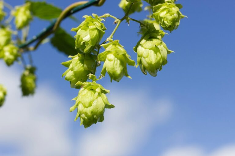 Green hop cones hanging from a vine against a blue sky