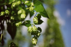 Green hop cones hanging on the bine against a blue sky